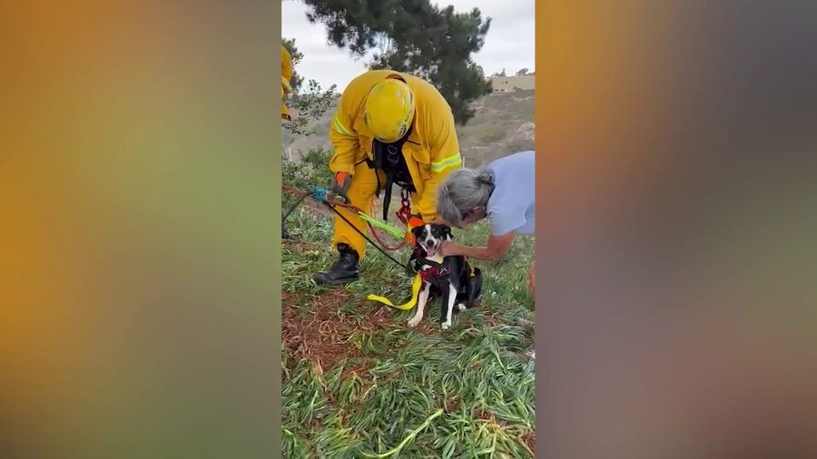 Deaf dog rescued after falling 100 feet down California hill