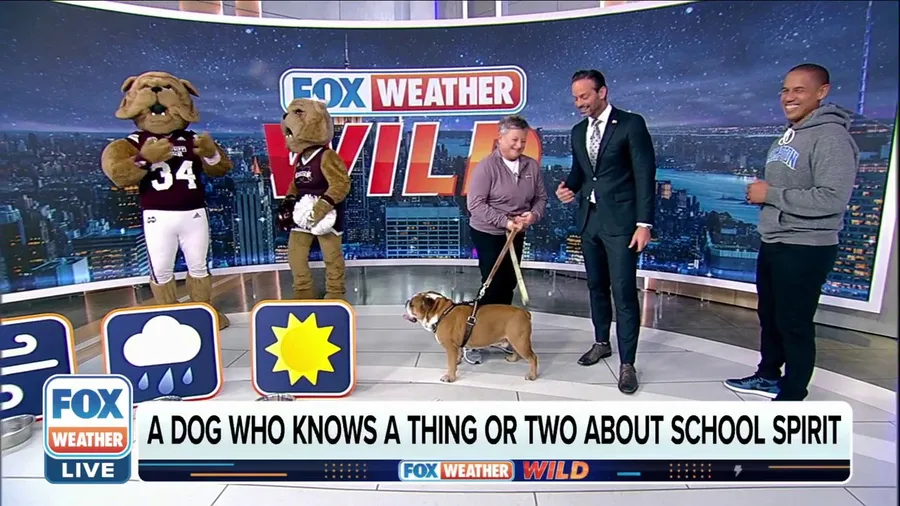 Bully the Mississippi State bulldog predicts weather for Labor Day games