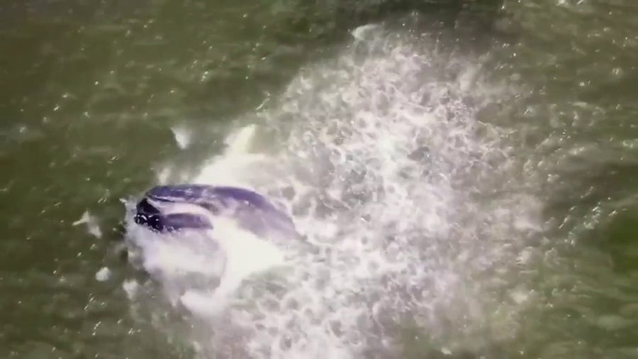 Whale breaches on drone footage taken near New York beach