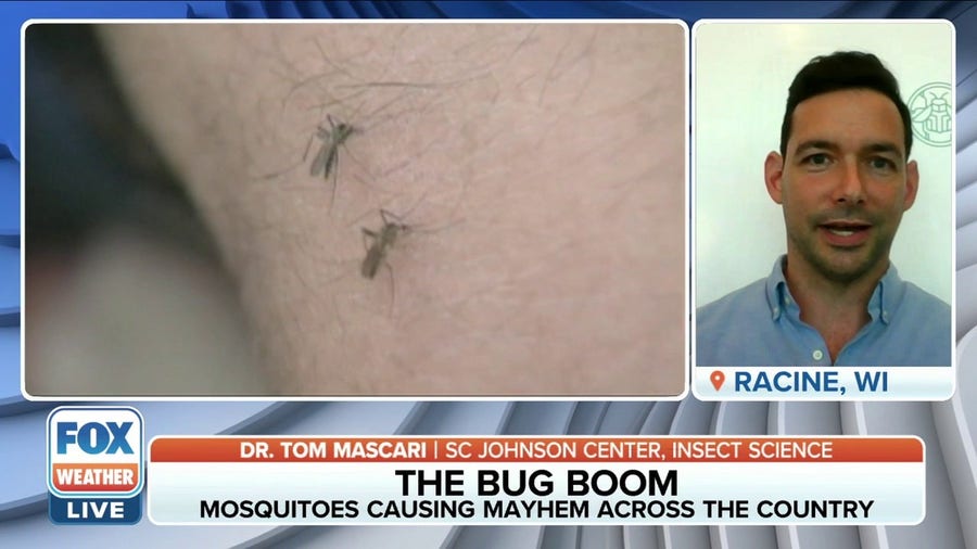 Severe mosquito problem for South ahead, entomologist predicts