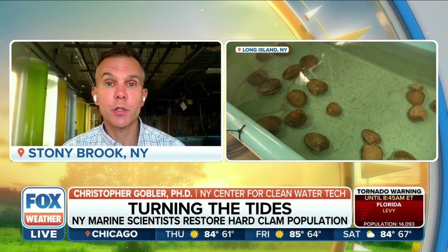 Scientists restore hard clam population in Shinnecock Bay