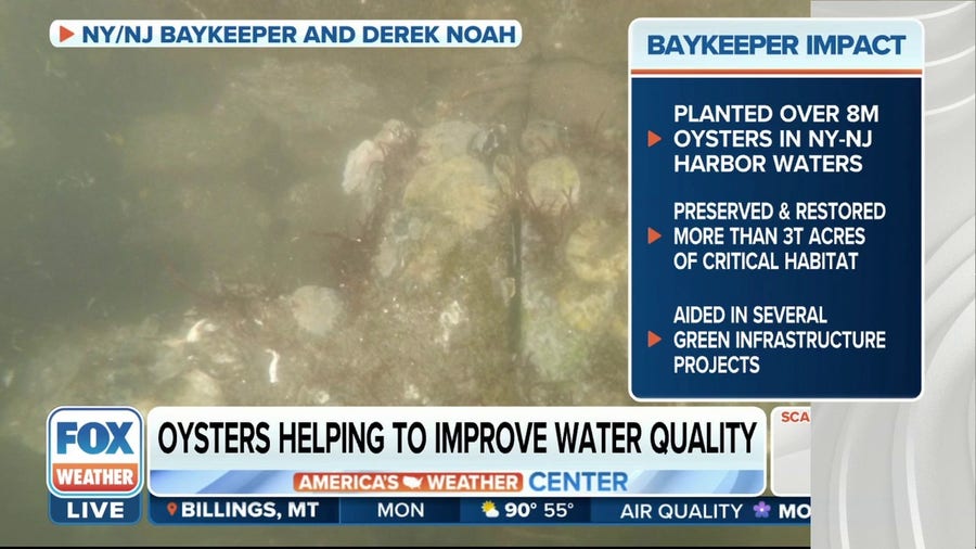 Oysters helping to stabilize eroding New Jersey coast