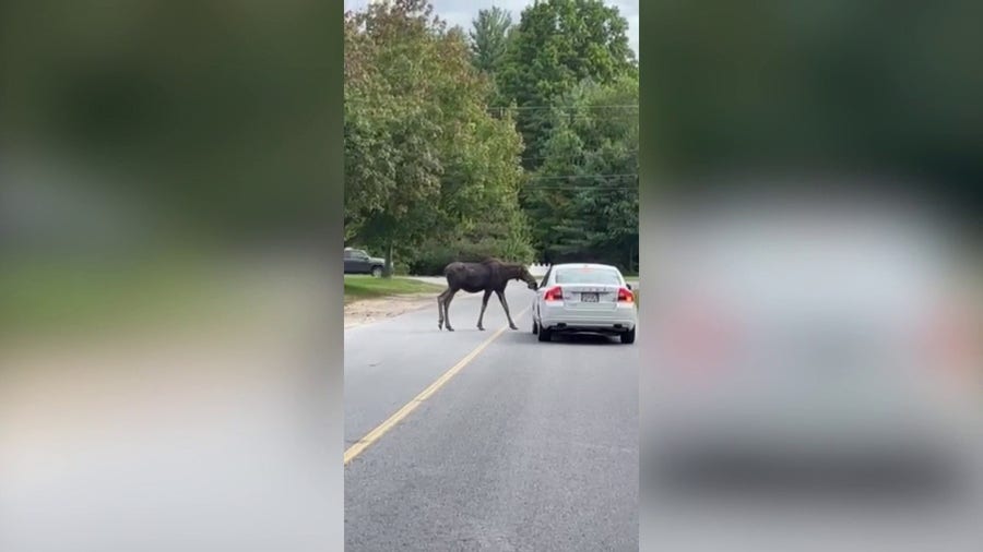 Moose on the loose holds up traffic in Sterling, Massachusetts