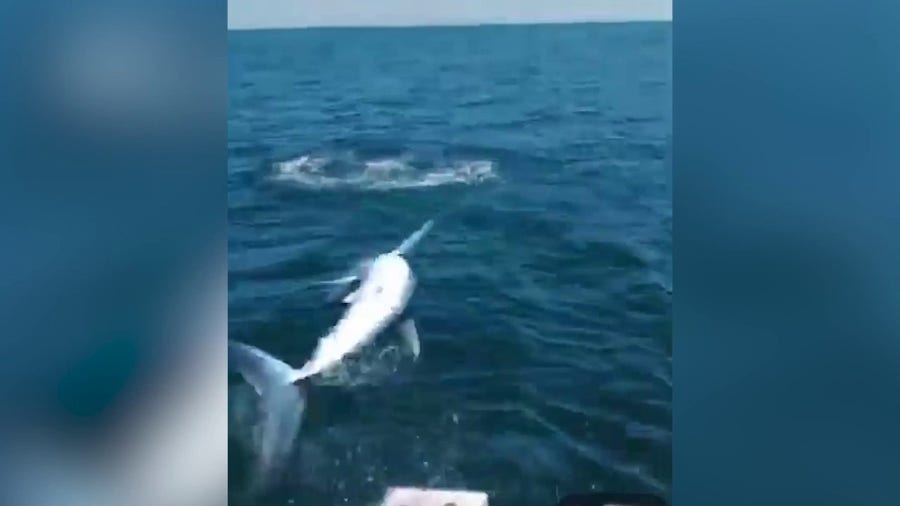 Mako shark jumps onto fishing boat off coast of Maine