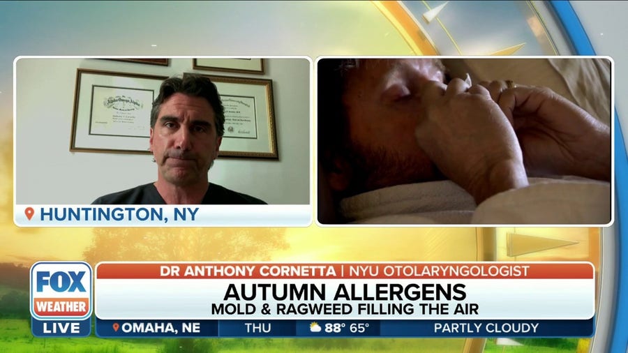 Ragweed and mold are the predominant autumn allergens to look out for