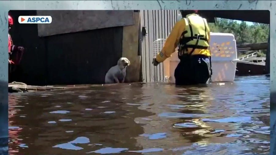 How To Keep Your Pets Safe During Hurricane Ian Latest Weather Clips how-to-keep-your-pets-safe-during-hurricane-ian-latest-weather-clips