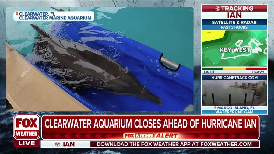 Clearwater Marine Aquarium prepares for Hurricane Ian