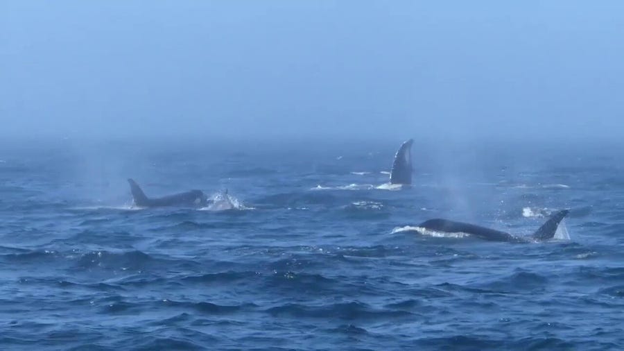 Orcas and humpback whales battle in the Salish Sea