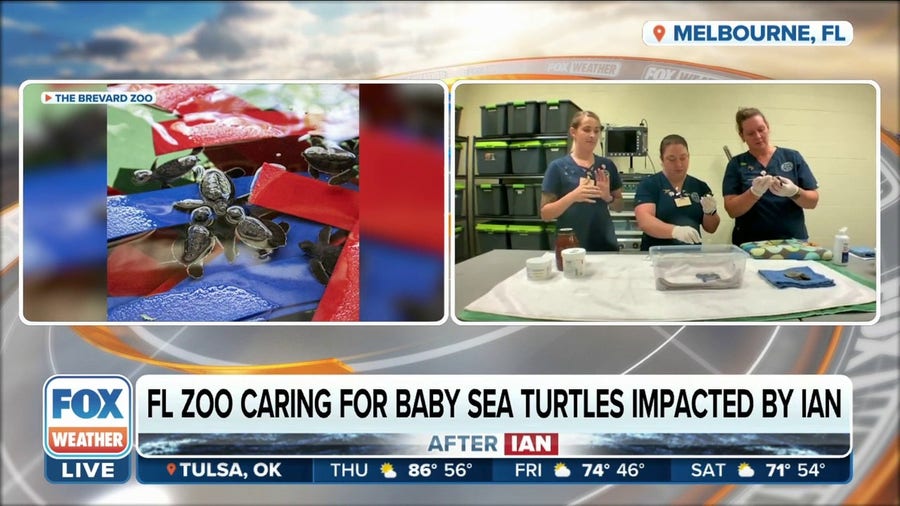 Florida zoo caring for baby sea turtles impacted by Hurricane Ian