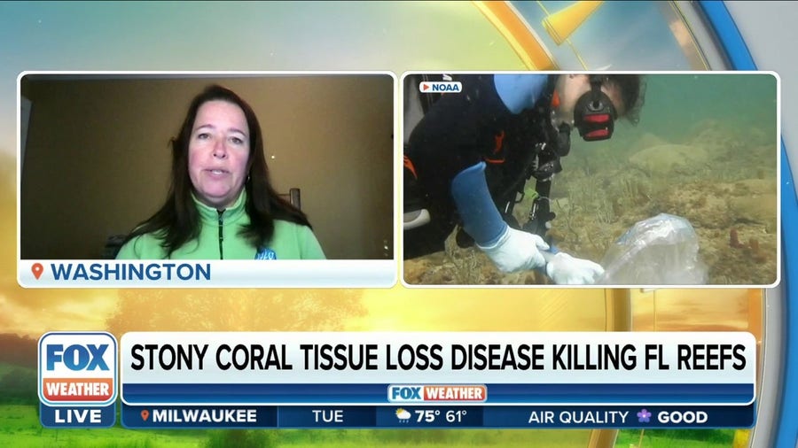 NOAA strives to prevent coral disease from killing more reefs