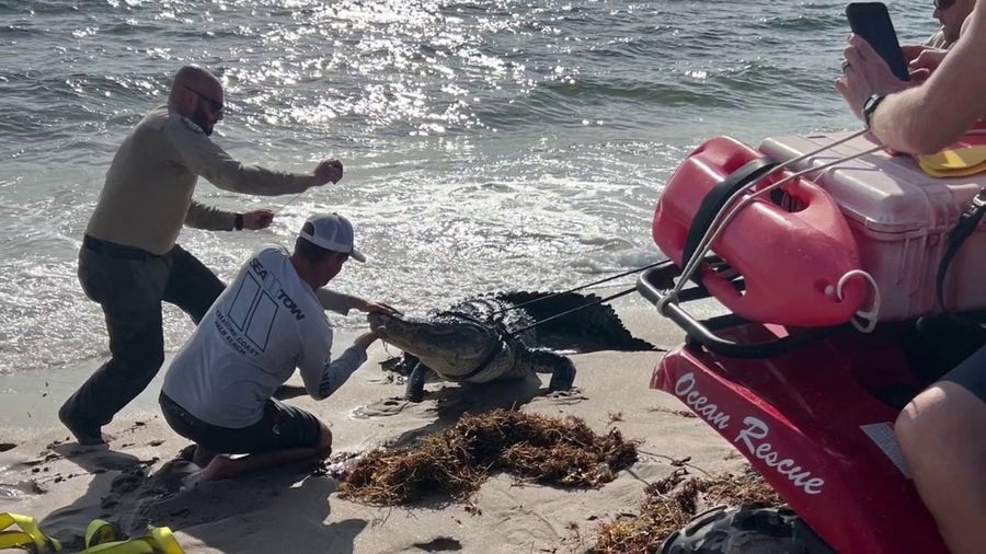 Massive alligator pulled from the water off popular Florida beach