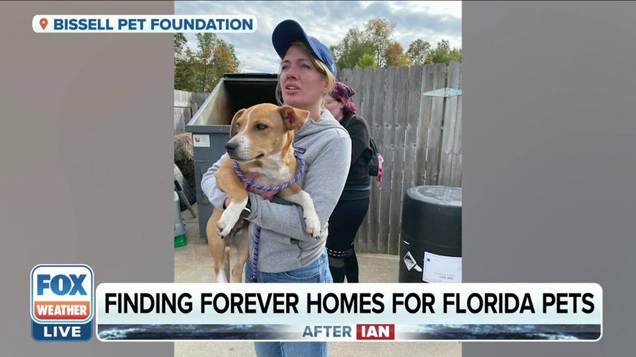 Animal welfare organization rescues Florida's homeless pets after Ian