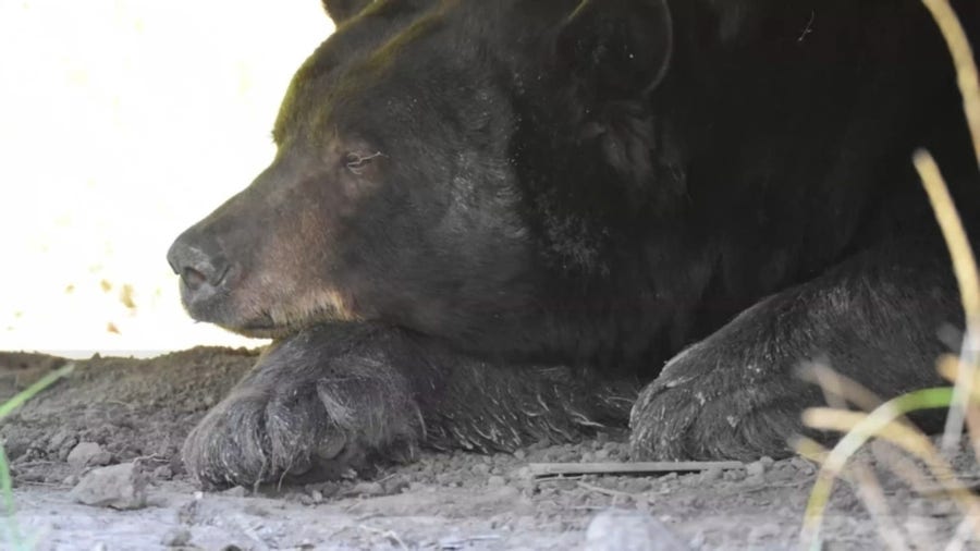 400-pound bear found under deck of Colorado home