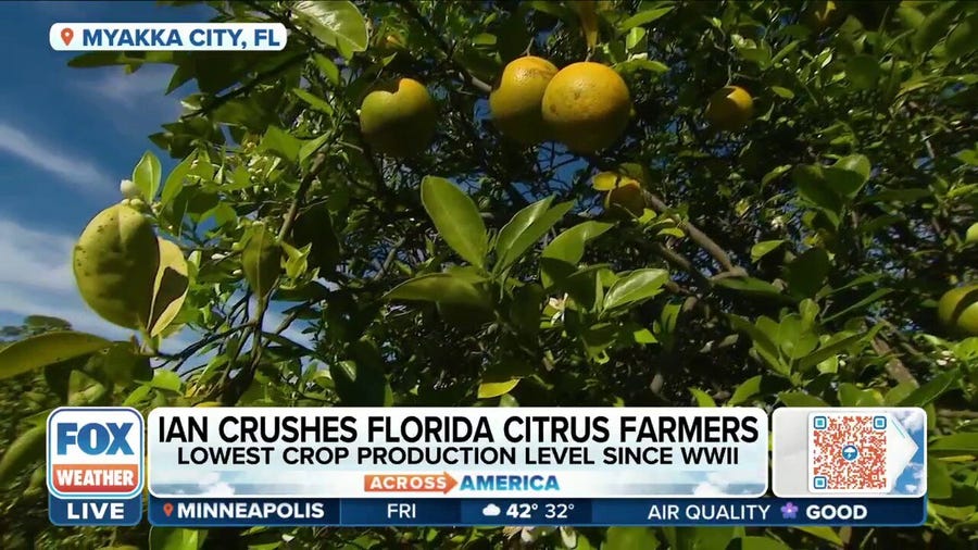 Ian major setback for the citrus farmer industry