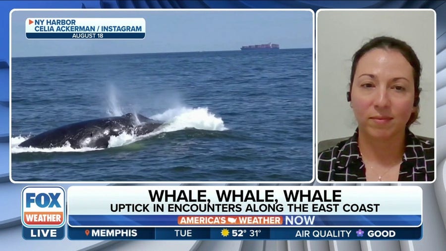 Whale expert: Sightings in parts of Northeast up last 10 years