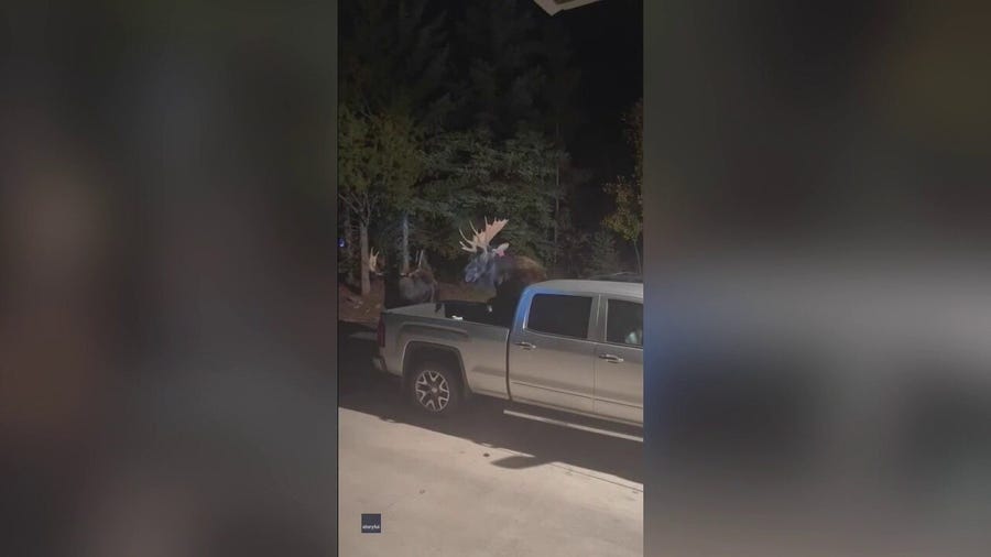 Watch: Moose battle it out in Colorado driveway
