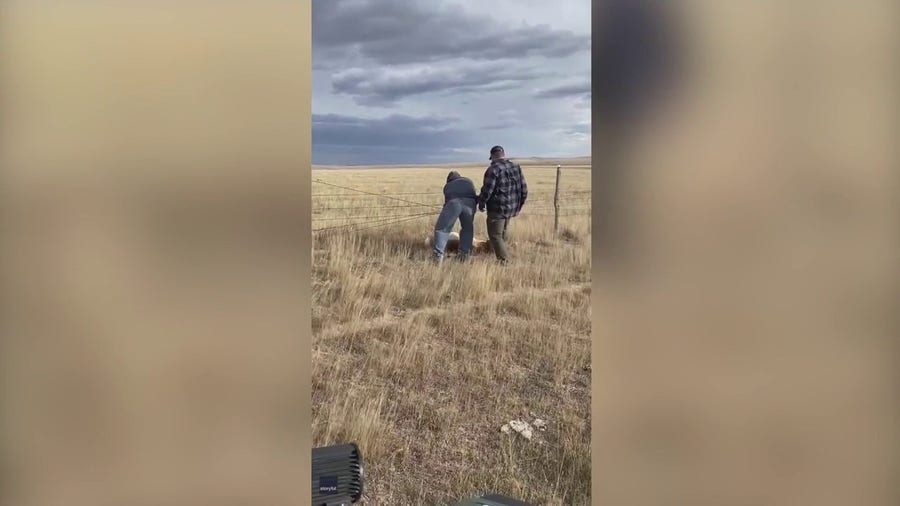 Antelope runs off with man's shoe after being rescued