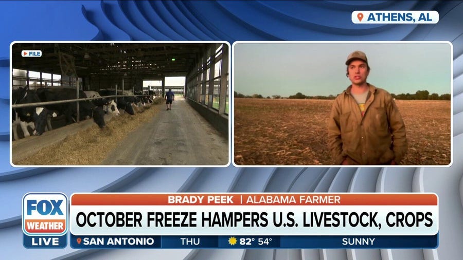 Freeze helping soybean crops: Alabama farmer