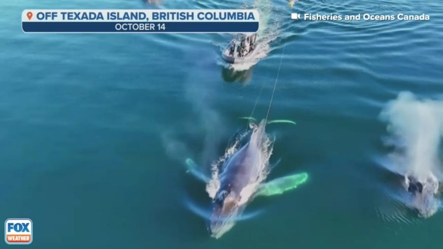 Rescuers free humpback whale entangled in buoy
