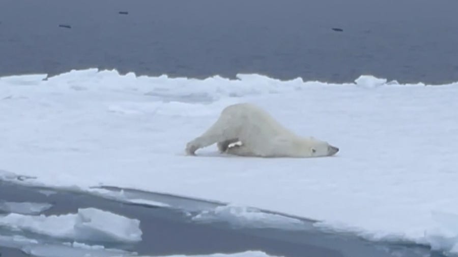 Polar bear scoots and slides along snowy ice sheets in the Arctic