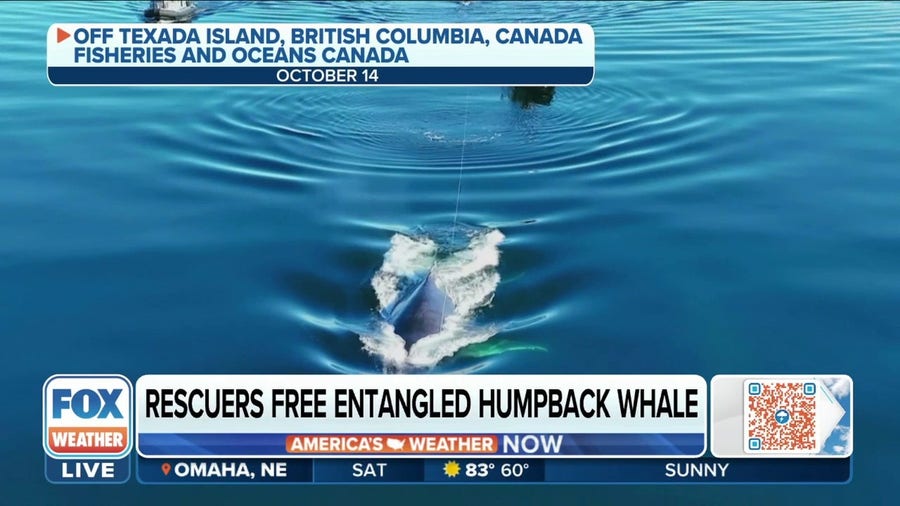 Marine mammal rescue team saves entangled humpback whale