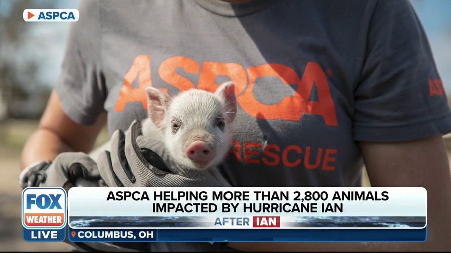 ASPCA steps in to help more than 2,800 left homeless after Ian