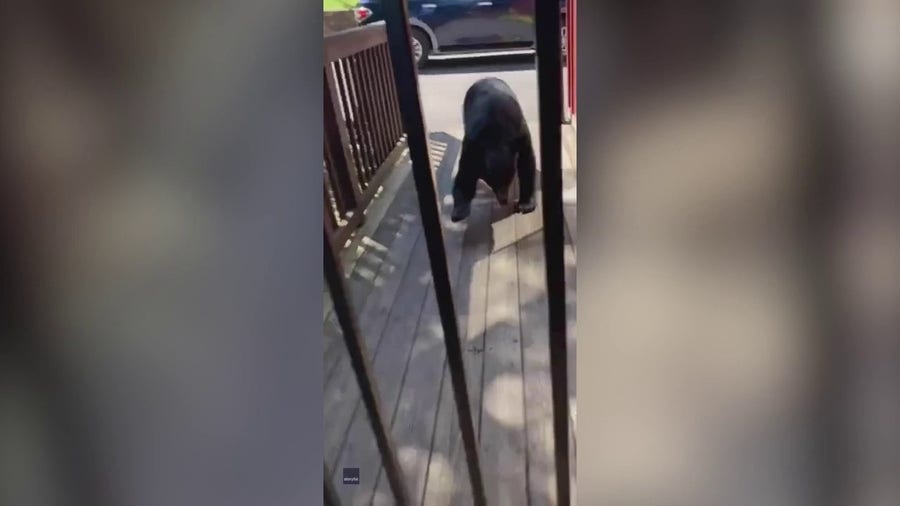 Bear charges at woman after she calls it 'so cute'