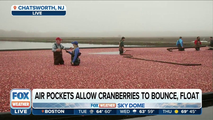 October is peak month for cranberry farmers in Northeast