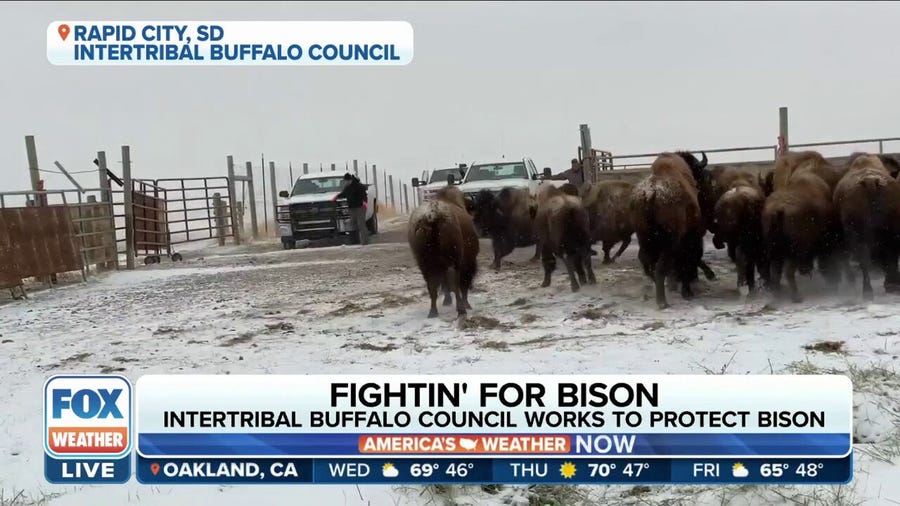 InterTribal Buffalo Council protects bison population so environment benefits