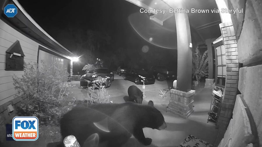Two bears caught on camera exploring a Florida porch