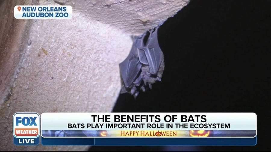 How bats play an important role in the ecosystem