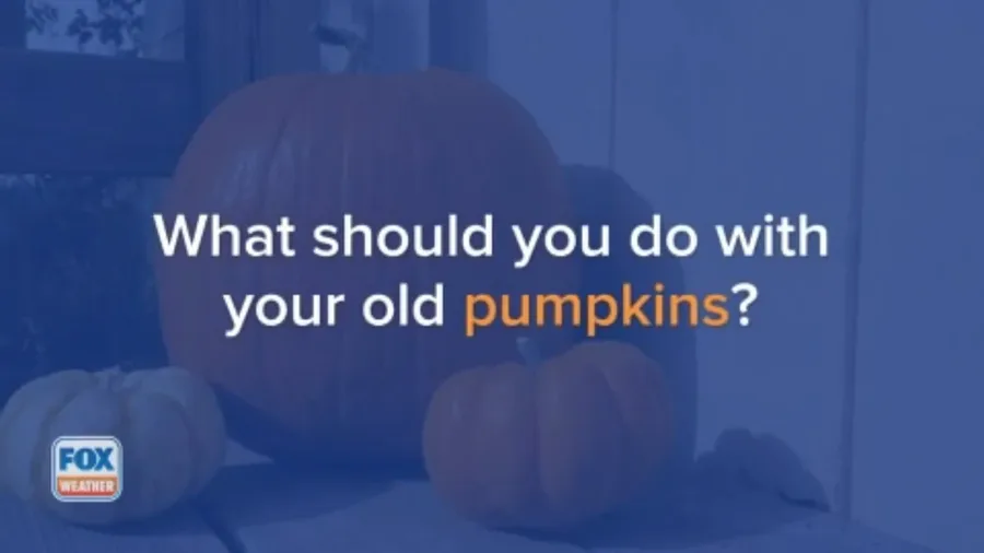 What should you do with your old pumpkins?