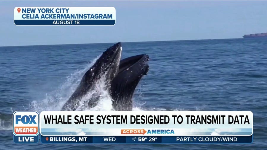 High-tech way to save the whales