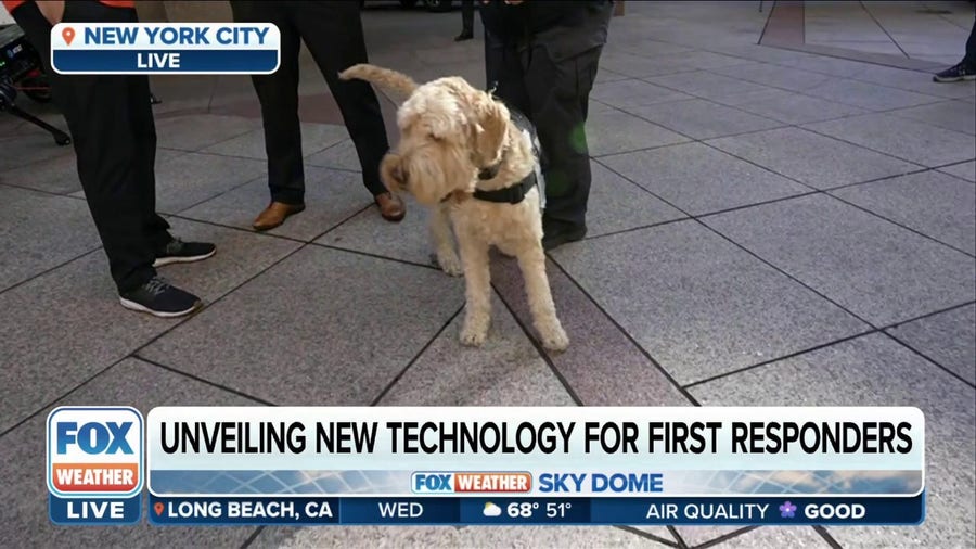 ROG the Dog: Trained Labradoodles specialize in animal assisted therapy for first responders