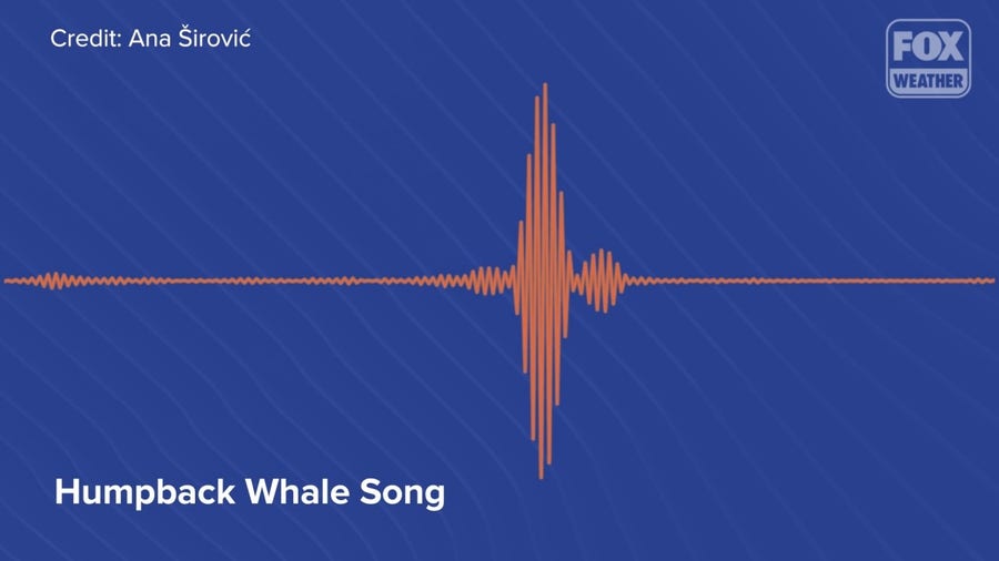 Humpback whale calls