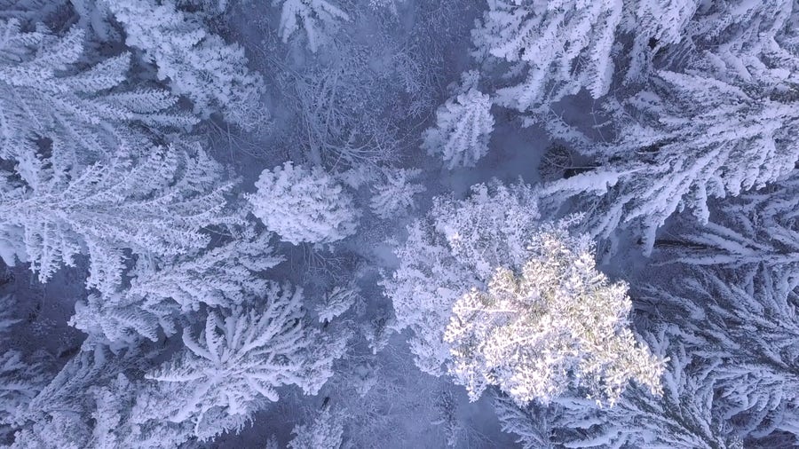 Experience the serenity of falling snow in these peaceful winter scenes