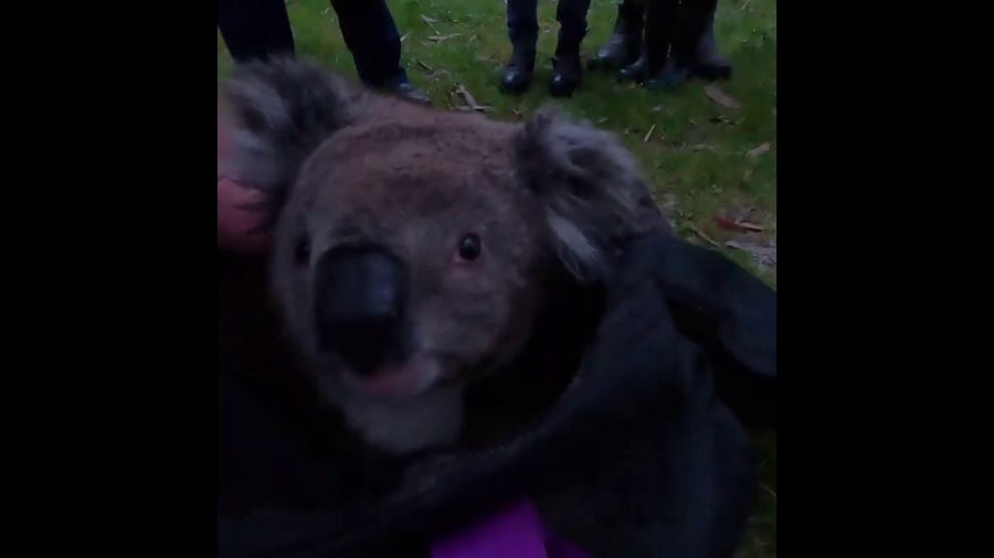 Rescuers bring the koala to a shelter