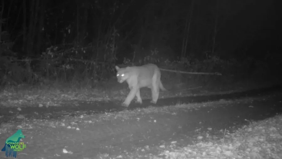 Super rare video of cougar in northern Minnesota