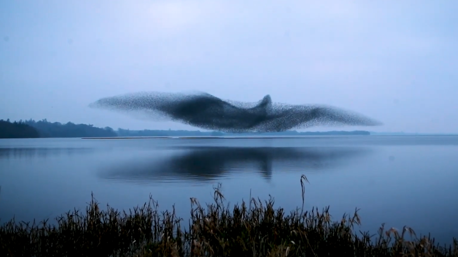 Nature's Mystery: Watch the hypnotic dance of a starling murmuration