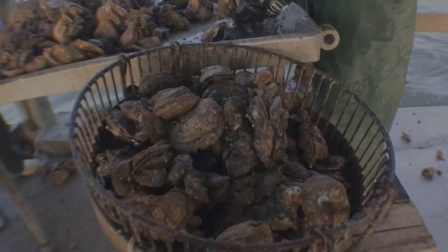 Texas Oyster Fishers Threatened by Closing of Bays