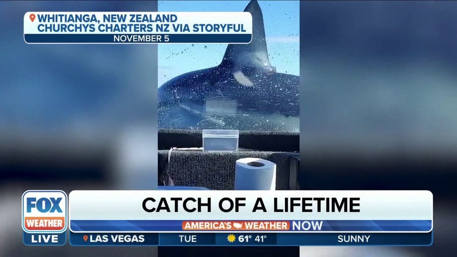 'He's giving us an aerial display': Mako shark jumps aboard New Zealand fishing boat