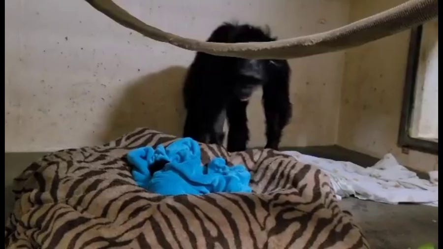 Chimpanzee mother reunited with newborn following C-section at Kansas zoo