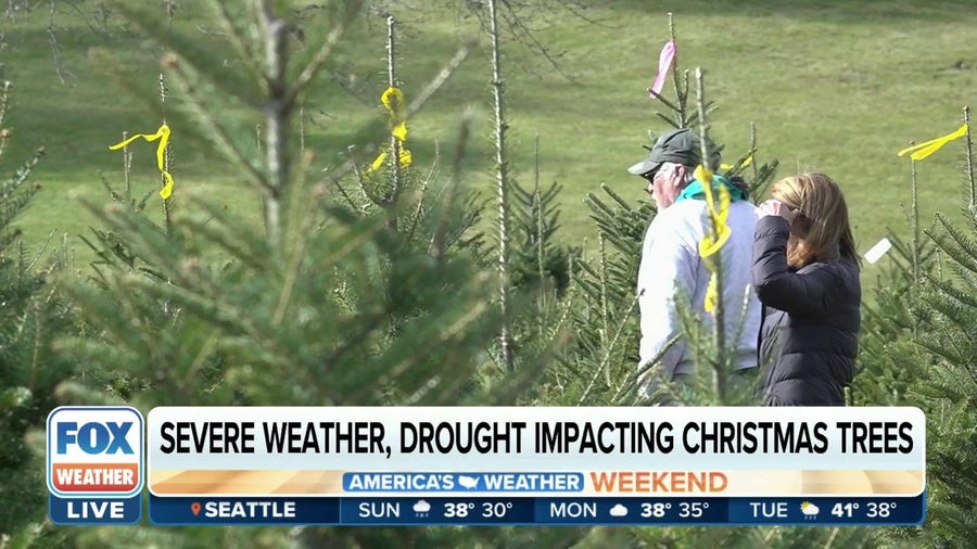 Severe weather and drought impacting this year's Christmas tree supply