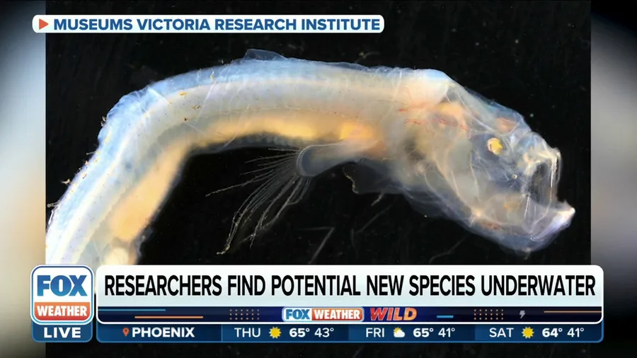 Australia scientists discover rare fish species on Indian Ocean floor