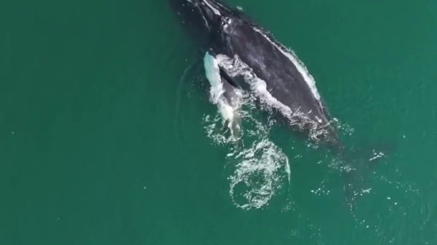 North America right whale calf spotting first of season