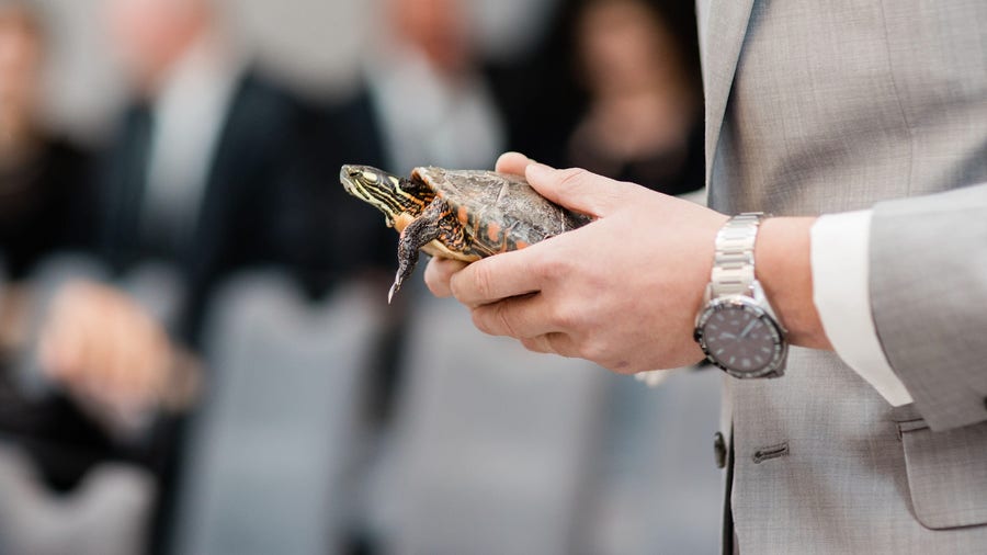 Man's pet turtle walks the aisle as flower girl in his wedding