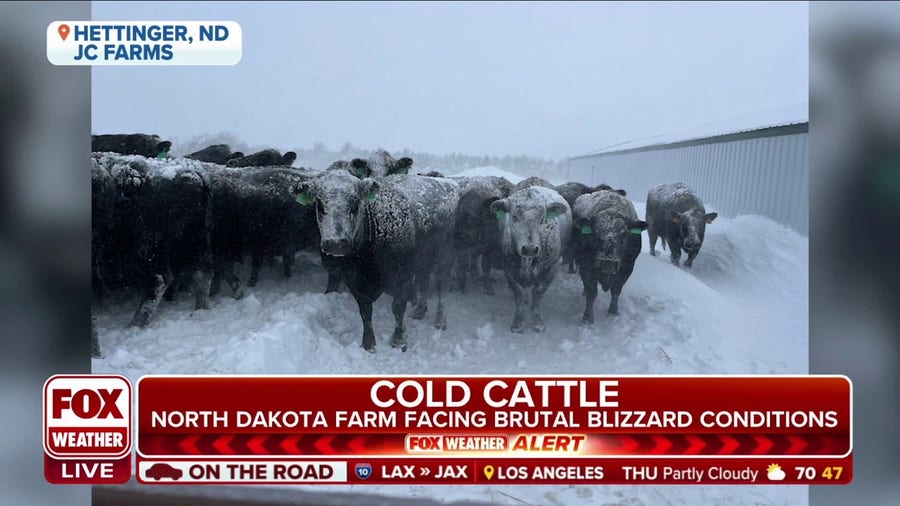 North Dakota farm working to protect cattle as they face blizzard conditions