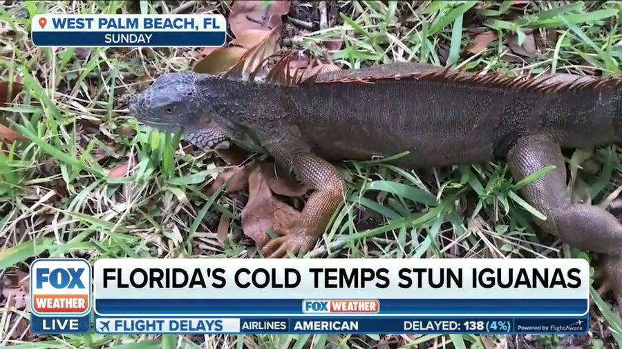 Cold weather in Florida stuns iguanas