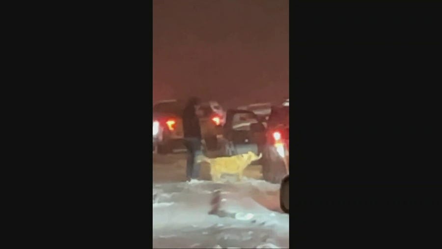 Man takes dog for a walk while stuck in traffic