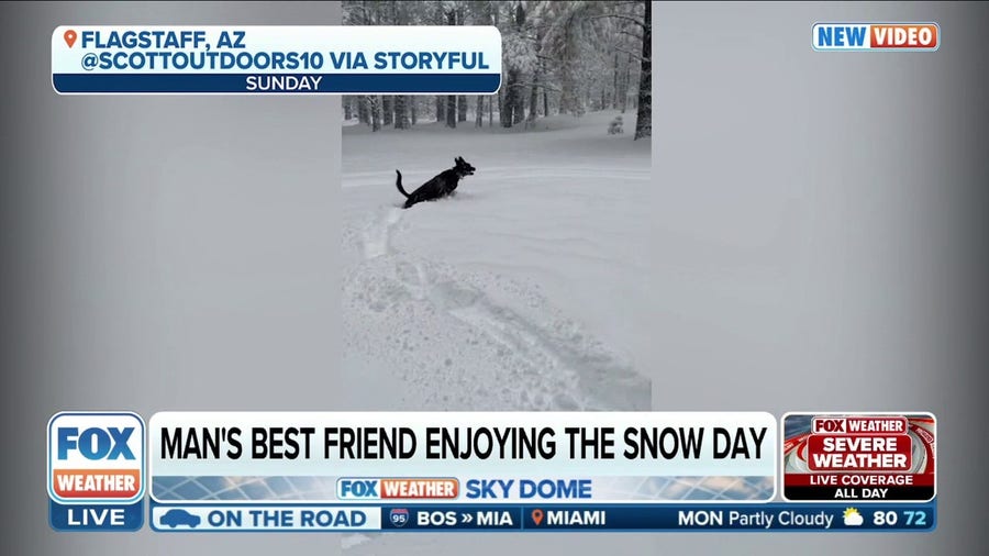 Watch: Arizona dogs jump for joy through fresh snow